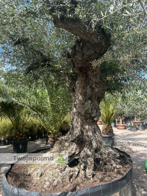 Drzewo Oliwne, Oliwka europejska (Olea europaea) wys. całkowita: ok. 350cm Drzewo Oliwne, Oliwka europejska (Olea europaea) wys. całkowita: ok. 350cm