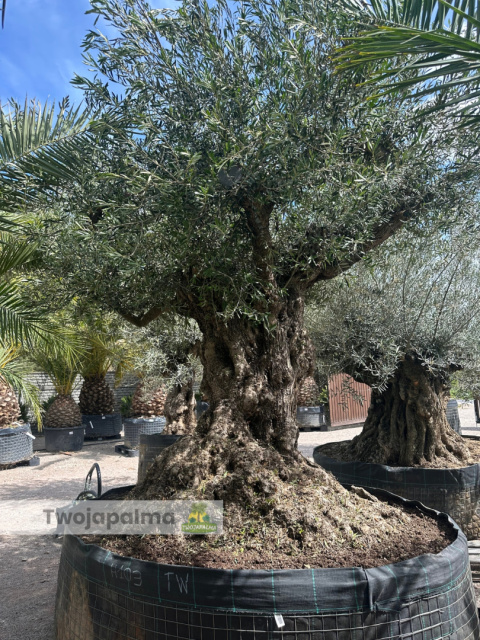 Drzewo Oliwne, Oliwka europejska (Olea europaea) wys. całkowita: ok. 350cm Drzewo Oliwne, Oliwka europejska (Olea europaea) wys. całkowita: ok. 350cm