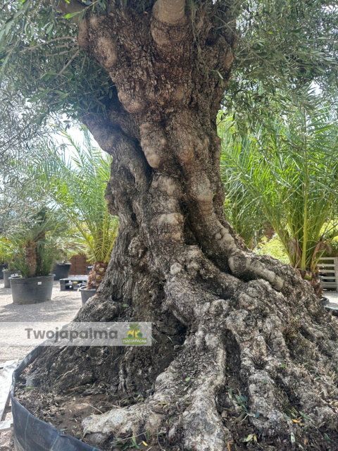 Drzewo Oliwne, Oliwka europejska (Olea europaea) wys. całkowita: ok. 350cm Drzewo Oliwne, Oliwka europejska (Olea europaea) wys. całkowita: ok. 350cm