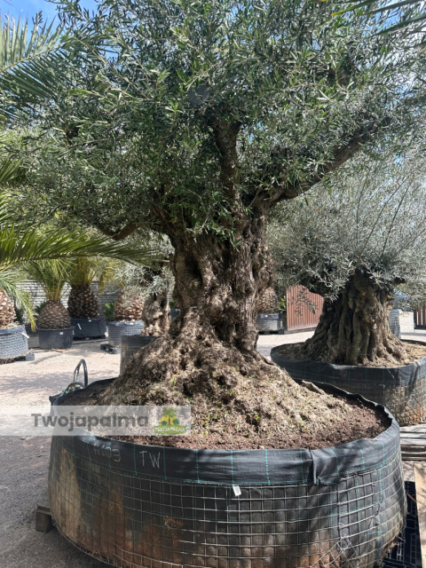 Drzewo Oliwne, Oliwka europejska (Olea europaea) wys. całkowita: ok. 350cm Drzewo Oliwne, Oliwka europejska (Olea europaea) wys. całkowita: ok. 350cm