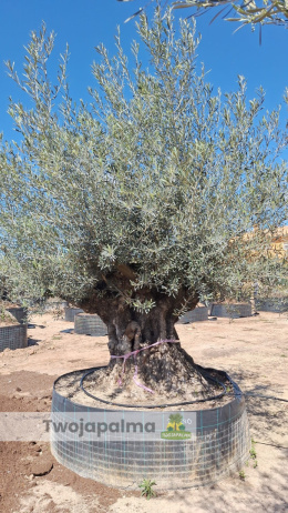 Drzewo Oliwne, Oliwka europejska (Olea europaea) wys. całkowita: ok. 350cm