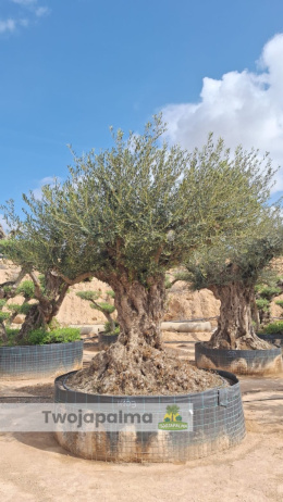 Drzewo Oliwne, Oliwka europejska (Olea europaea) wys. całkowita: ok. 350cm