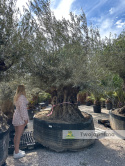 Drzewo Oliwne, Oliwka europejska (Olea europaea) wys. całkowita: ok. 350cm