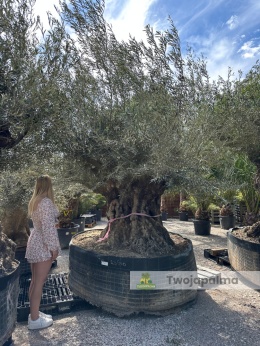Drzewo-oliwne-olea-europaea-wysokość-całkowita-350-cm-twojapalma