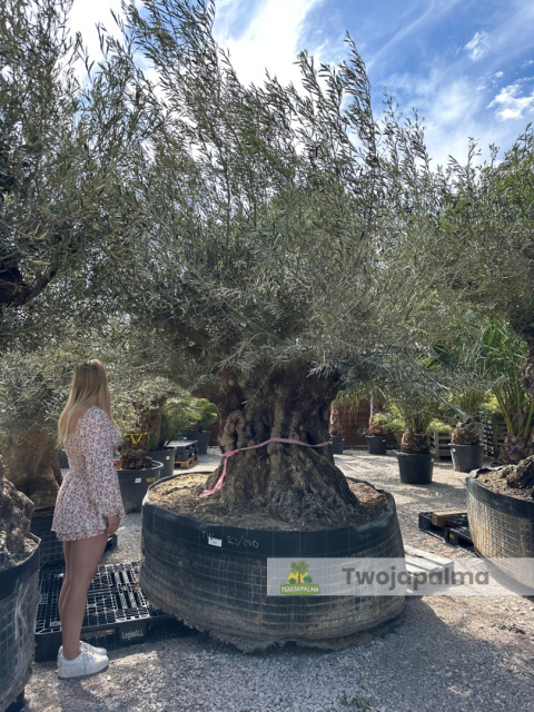 Drzewo Oliwne, Oliwka europejska (Olea europaea) wys. całkowita: ok. 350cm Drzewo Oliwne, Oliwka europejska (Olea europaea) wys. całkowita: ok. 350cm
