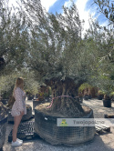 Drzewo Oliwne, Oliwka europejska (Olea europaea) wys. całkowita: ok. 350cm
