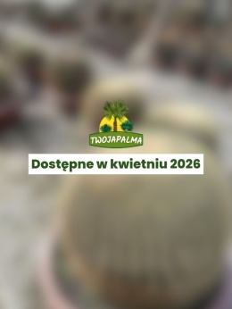 Kaktus Echinocactus grusonii - 'Fotel teściowej'