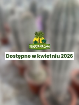 Echinopsis pasacana (Trichocereus pasacana) – kaktus kolumnowy