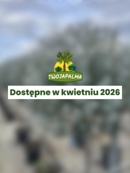 Eucalyptus gunnii ‘Azura’ – eukaliptus niebieski, eukaliptus górski