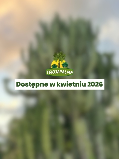 Euphorbia ingens - Wilczomlecz wielki