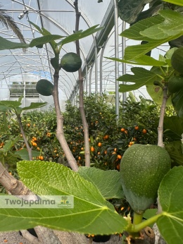 Drzewo figowe (Ficus Carica) - wysokość całkowita z donicą: ok.150cm