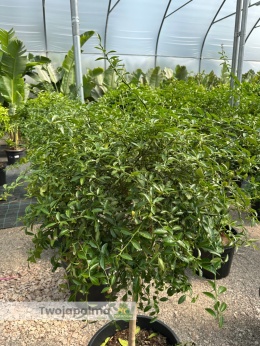 Fingerlime yellow drzewko (Microcitrus australasica) Wys. całkowita: ok. 150cm