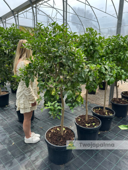 Grejpfrut drzewko (Citrus paradisi) Wys. całkowita: ok. 180cm