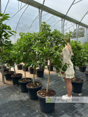 Grejpfrut drzewko (Citrus paradisi) Wys. całkowita: ok. 180cm