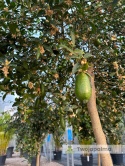 Fingerlime yellow drzewko (Microcitrus australasica) Wys. całkowita: ok. 150cm