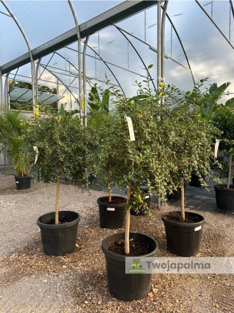 Fingerlime yellow drzewko (Microcitrus australasica) Wys. całkowita: ok. 150cm Fingerlime yellow drzewko (Microcitrus australasica) Wys. całkowita: ok. 150cm