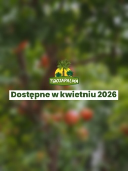 Granatowiec właściwy - Punica granatum