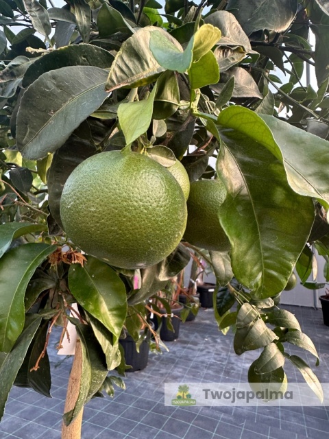 Grejpfrut drzewko (Citrus paradisi) Wys. całkowita: ok. 180cm Grejpfrut drzewko (Citrus paradisi) Wys. całkowita: ok. 180cm