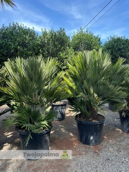 Palma Karłatka Chamaerops humilis Vulcano - wysokość całkowita z donica: 110-140cm