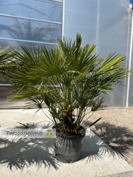 Karłatka Chamaerops humilis wysokość całkowita: ok. 140-150cm