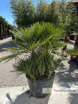 Karłatka Chamaerops humilis wysokość całkowita: ok. 160cm