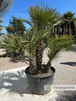 Karłatka Chamaerops humilis wysokość całkowita: ok. 200cm
