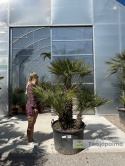Karłatka Chamaerops humilis wysokość całkowita: ok. 200cm