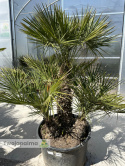 Karłatka Chamaerops humilis wysokość całkowita: ok. 200cm