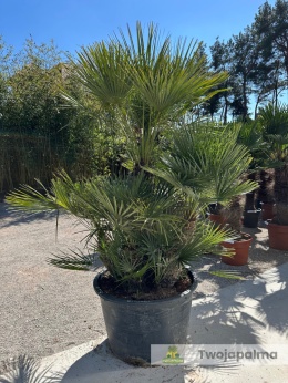 Karłatka Chamaerops humilis wysokość całkowita: ok. 220cm