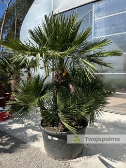 Karłatka Chamaerops humilis wysokość całkowita: ok. 240cm