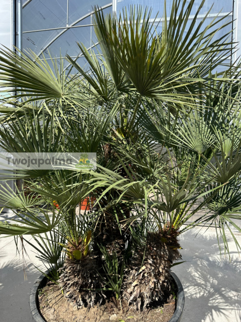 Karłatka Chamaerops humilis wysokość całkowita: ok. 250cm Karłatka Chamaerops humilis wysokość całkowita: ok. 250cm