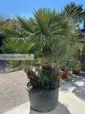 Karłatka Chamaerops humilis wysokość całkowita: ok. 250cm
