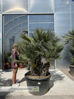 Karłatka Chamaerops humilis wysokość całkowita: ok. 250cm