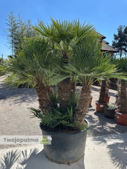Karłatka Chamaerops humilis wysokość całkowita: ok. 250cm