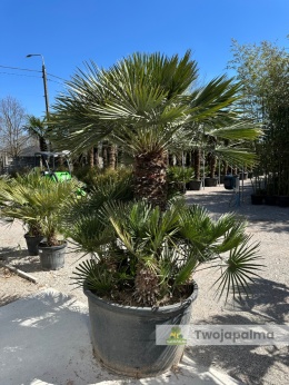 Karłatka Chamaerops humilis wysokość całkowita: ok.250cm
