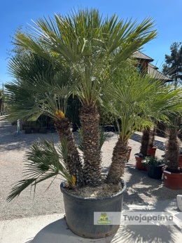 Karłatka Chamaerops humilis wysokość całkowita: ok. 280cm