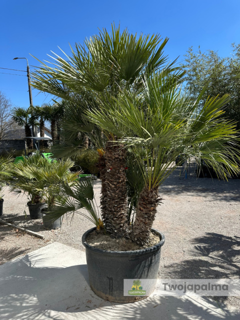 Karłatka Chamaerops humilis wysokość całkowita: ok. 280cm Karłatka Chamaerops humilis wysokość całkowita: ok. 280cm