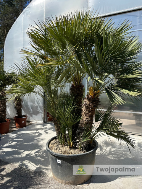 Karłatka Chamaerops humilis wysokość całkowita: ok. 280cm Karłatka Chamaerops humilis wysokość całkowita: ok. 280cm