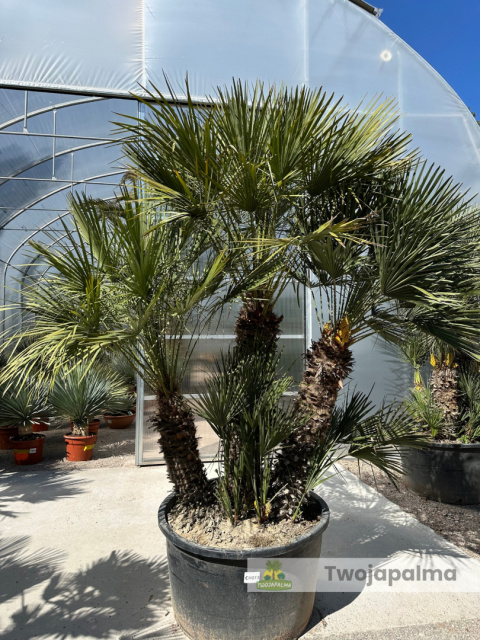 Karłatka Chamaerops humilis wysokość całkowita: ok. 280cm Karłatka Chamaerops humilis wysokość całkowita: ok. 280cm