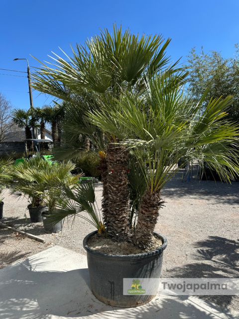 Karłatka Chamaerops humilis wysokość całkowita: ok. 280cm Karłatka Chamaerops humilis wysokość całkowita: ok. 280cm