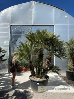 Karłatka Chamaerops humilis wysokość całkowita: ok. 280cm