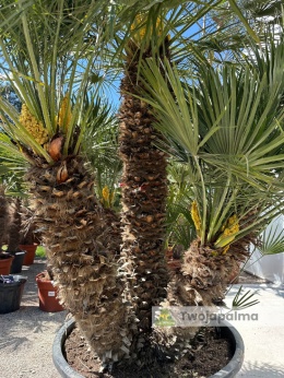 Karłatka Chamaerops humilis wysokość całkowita: ok. 290cm