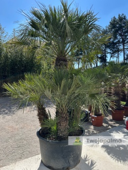 Karłatka Chamaerops humilis wysokość całkowita: ok. 300cm