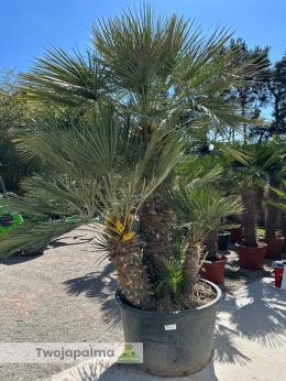 Karłatka Chamaerops humilis wysokość całkowita: ok. 300cm