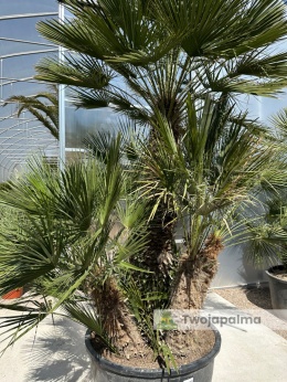 Karłatka Chamaerops humilis wysokość całkowita: ok. 320cm
