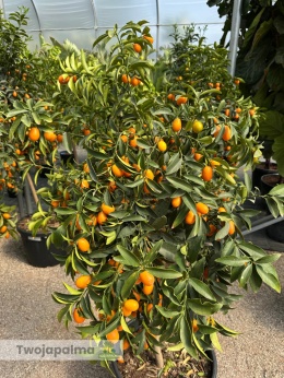 Kumkwat 'Kumquat' drzewko (Fortunella margarita) - wys. całkowita z donicą: 150-170cm