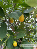 Limkwat 'Limequat' Citrus aurantifolia x Fortunella margarita