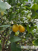 Limkwat 'Limequat' Citrus aurantifolia x Fortunella margarita