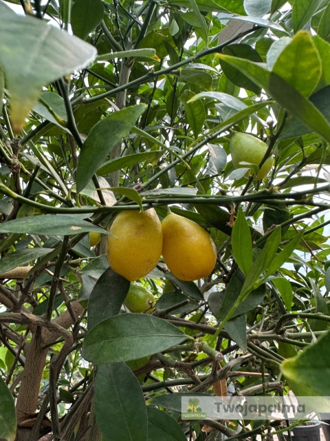 Limkwat 'Limequat' Citrus aurantifolia x Fortunella margarita Limkwat 'Limequat' Citrus aurantifolia x Fortunella margarita