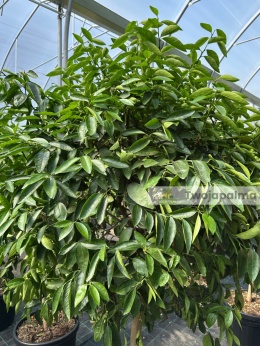 Limonka 'Lima' drzewko (Citrus aurantifolia) - wysokość całkowita z donicą: 200cm